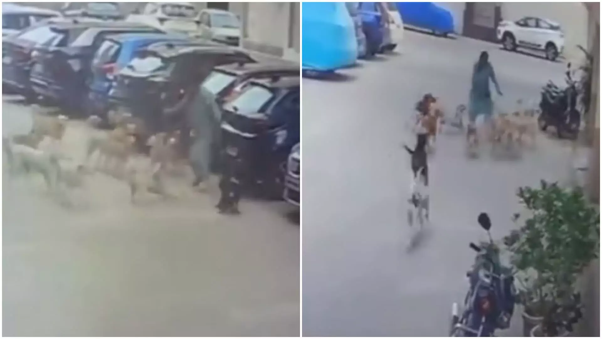 Hyderabad: बहादुर महिला ने चप्पल से 15 आवारा कुत्तों को खदेड़ा, देखें VIDEO...