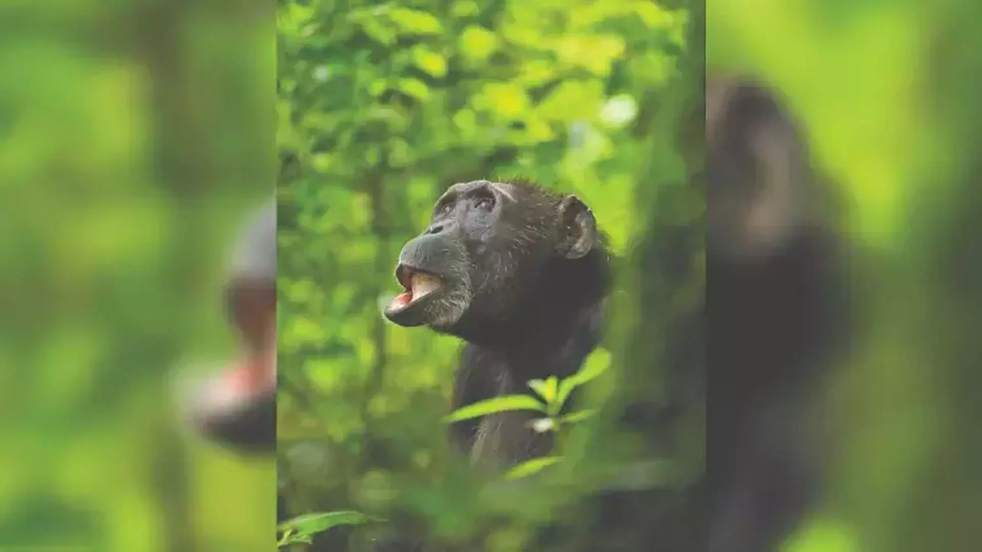 Chimpanzees बने उपचारक: जंगल में औषधीय पौधों का उपयोग