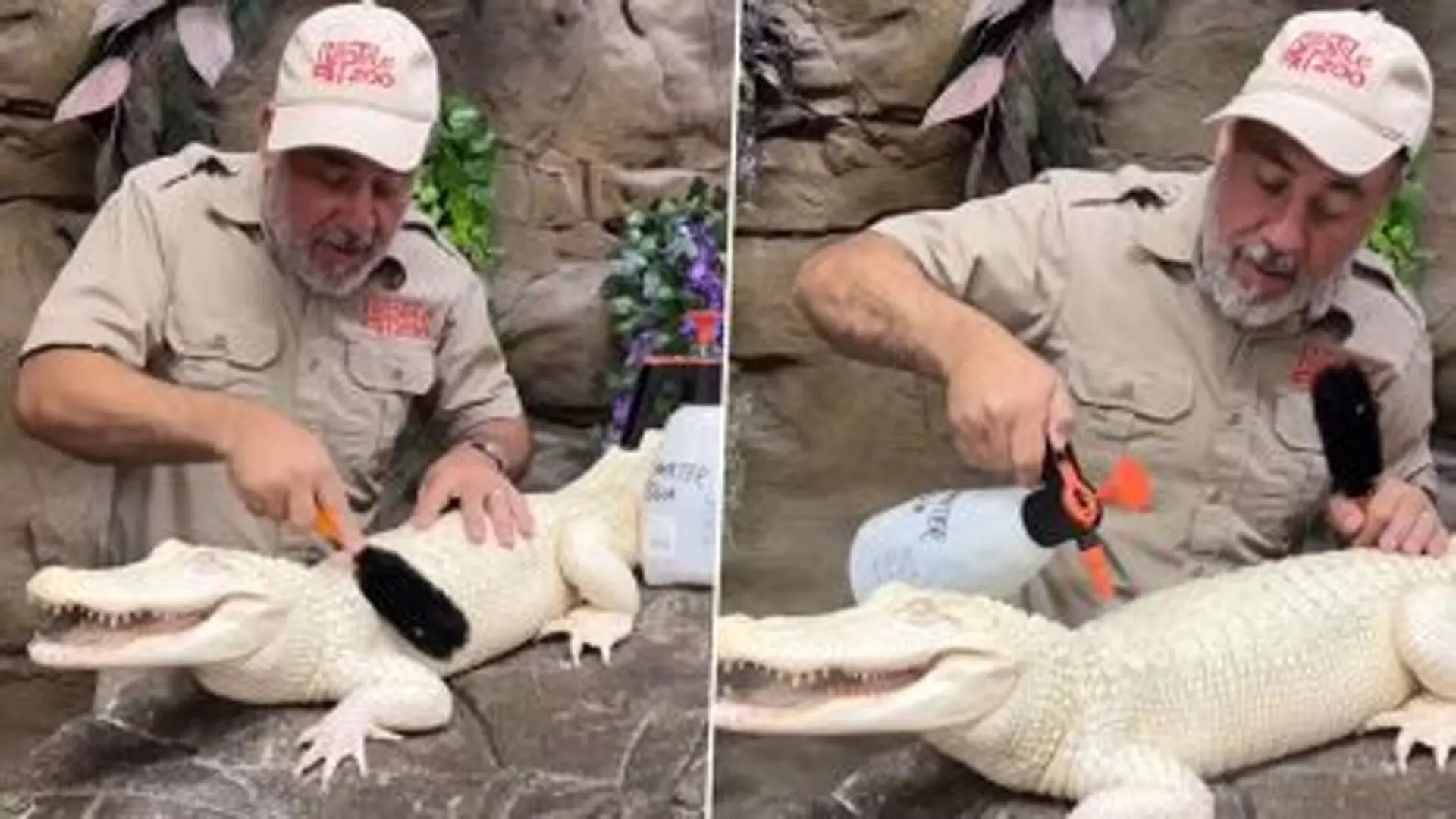 Viral Video: जू कीपर ने दुर्लभ अल्बिनो मगरमच्छ की पीठ को खुजाया तो खुशी से झूम उठा जानवर