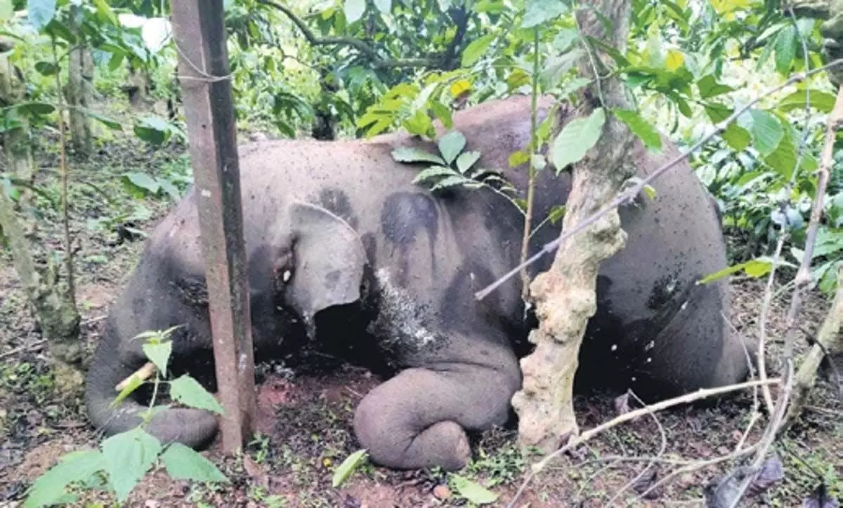 Karnataka News: कोडागु एस्टेट में दो हाथी मृत पाए गए