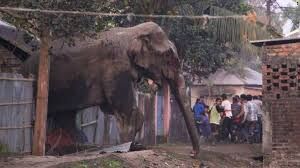 Shahdol : जंगली हाथी ने मचाया उत्पात, लगातार हाथी को पकड़ने का प्रयास जारी