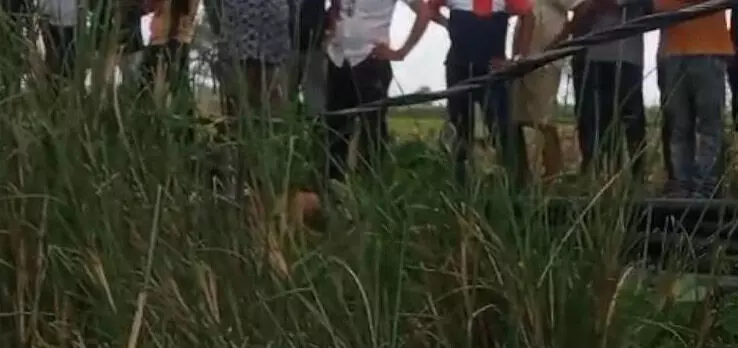 CG NEWS: खेत में महिला की मौत, हाई वोल्टेज तार की चपेट में आई