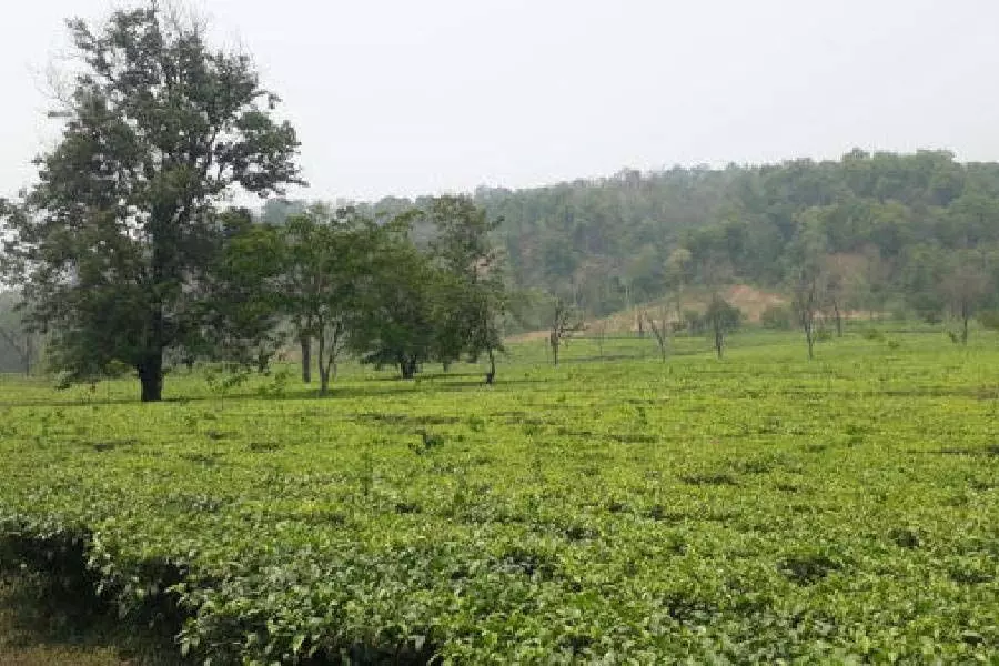 West Bengal: चोपड़ा चाय बागान पर कब्जे को लेकर झड़प में चली गोलियां, दो घायल