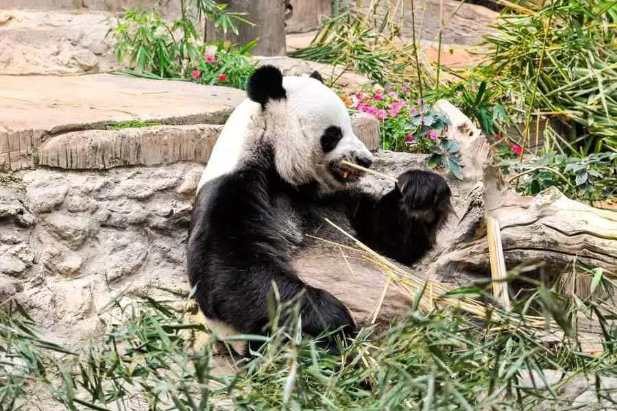 EDITORIAL: विशाल पांडा के लिए चीनी प्रजनन केंद्र ने जानवरों को परेशान करने के लिए 12 लोगों पर प्रतिबंध लगा दिया