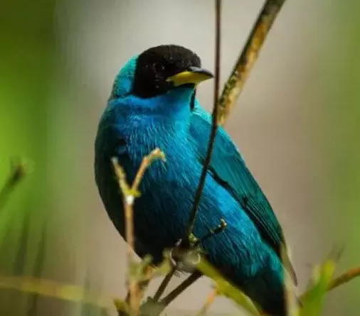 Honeycreeper :  हनीक्रीपर पक्षी को अब मच्छरों से बचाई जाएगी इनकी जान जानिए