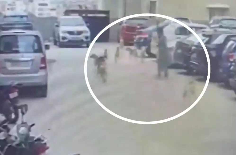 महिला पर कुत्तों के झुंड ने हमला किया, देखें खौफनाक LIVE वीडियो