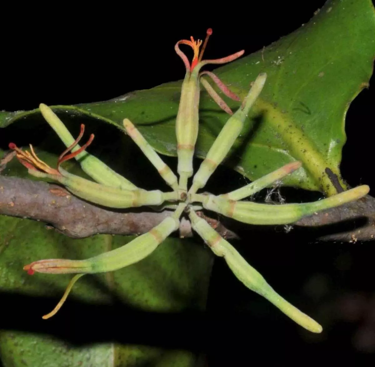 Science: भारत में दो जैवभौगोलिक हॉटस्पॉट से दो नए पौधों की खोज हुई
