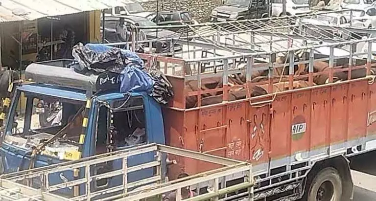 Pandoh में पकड़ा पशुओं से लदा ट्रक