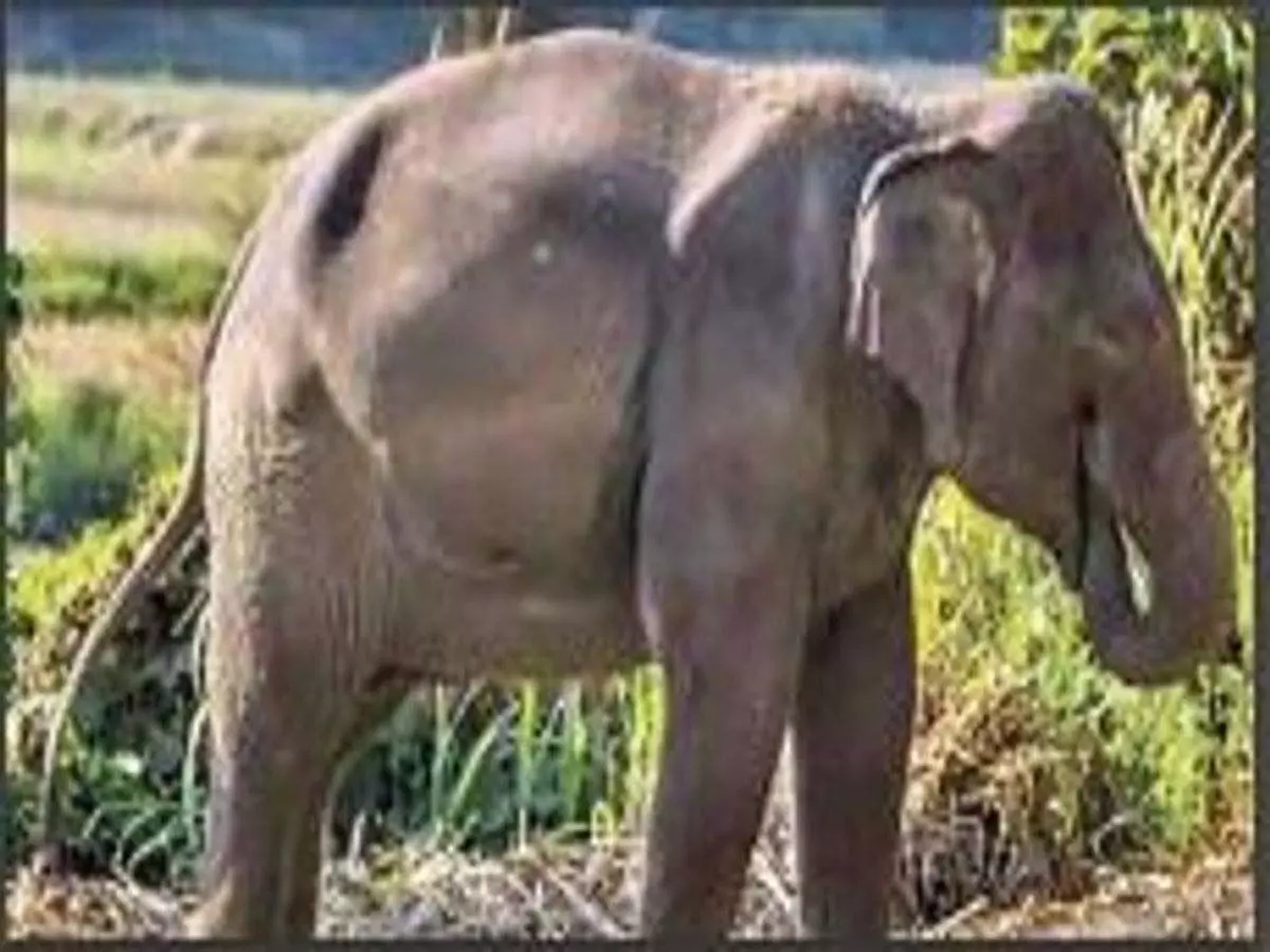 Lohardaga:गांव में घुसे हाथी के झुंड भागाने के दौरान कुंआ में गिरा छात्र, हुई मौत
