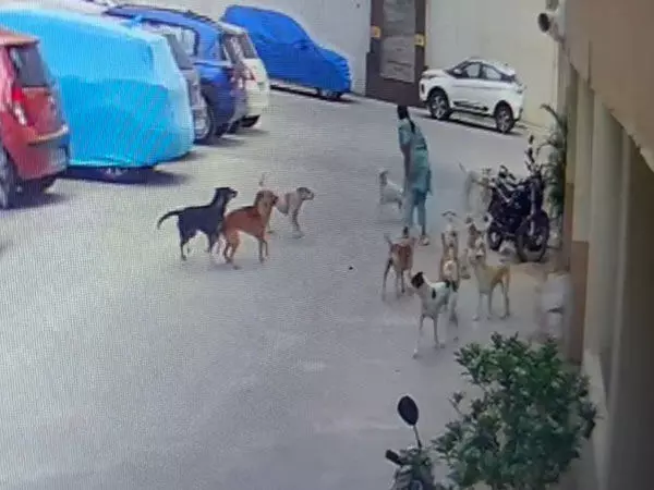 Hyderabad news: आवारा कुत्तों ने किया महिला पर हमला