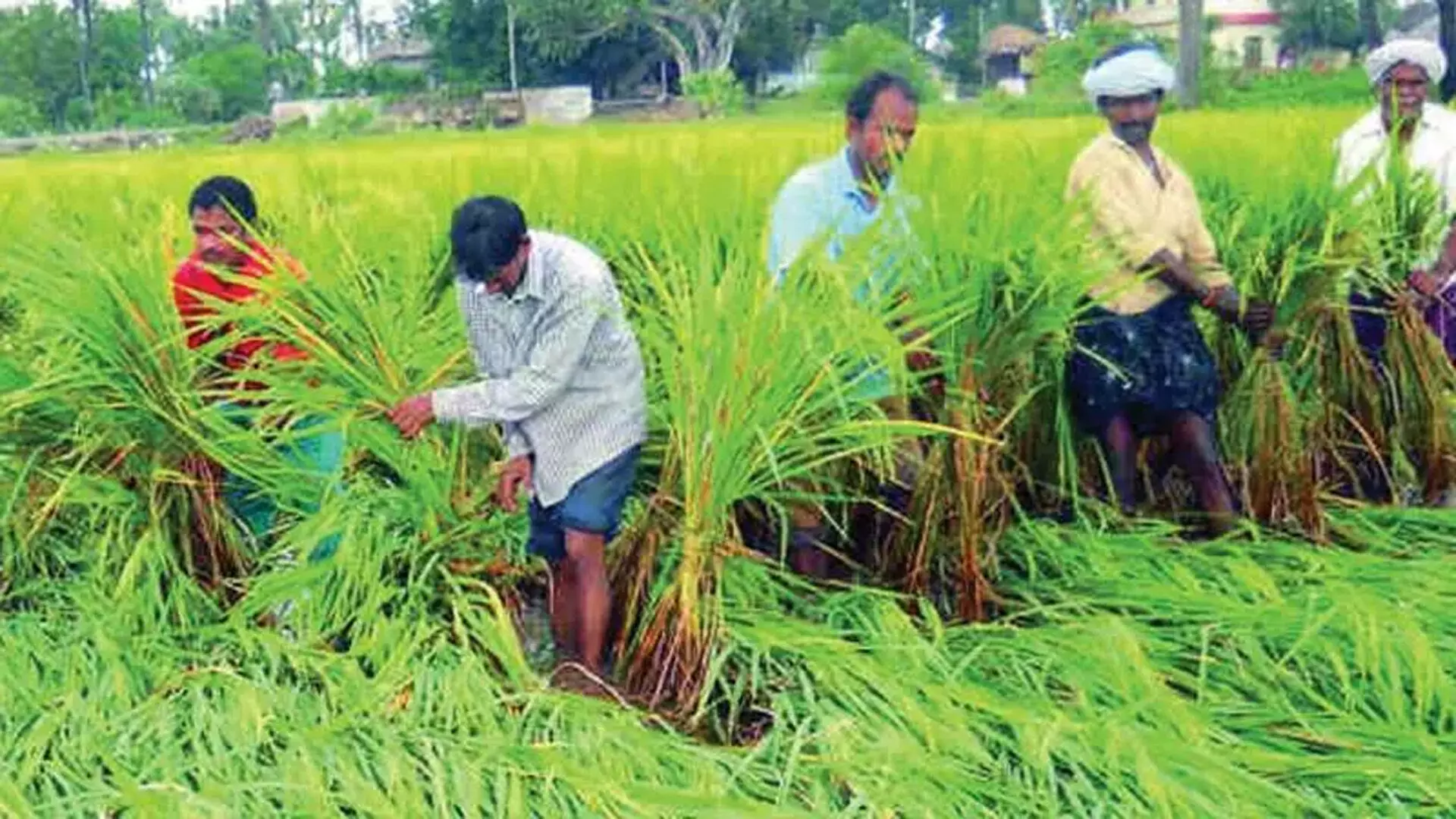 Rain से वारंगल और करीमनगर के किसानों को राहत मिली