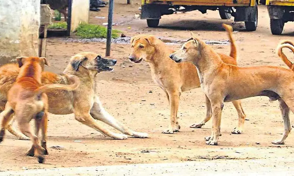 Nirmal: आवारा कुत्तों के हमले में 8 घायल