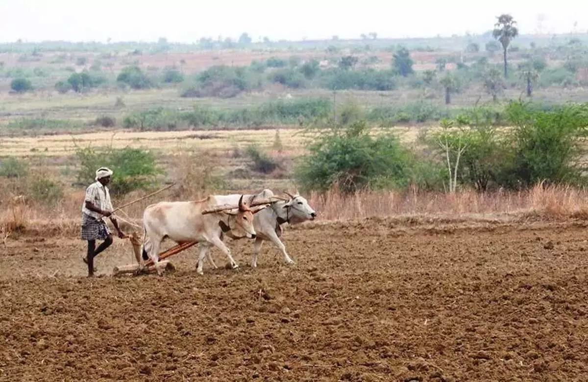 Jangaon: बिजली अधिकारियों की लापरवाही से सूख रही फसल