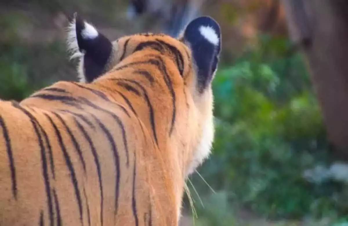 Wayanad में बाघों का आतंक: पशुओं की हत्या के बाद किसानों का विरोध प्रदर्शन