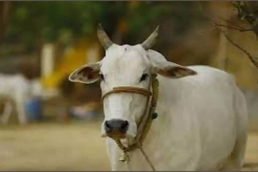 Seoni cow slaughter: पुलिस ने 7 आरोपियों पर 10,000 रुपये का इनाम घोषित किया