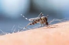 Noida: स्वास्थ्य विभाग ने मलेरिया की पुष्टि के लिए स्लाइड जांच को जरूरी बताया