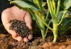 Organic Fertilizer:  गार्डन में नहीं खिल रहे फूल ये ऑर्गेनिक खाद का उपयोग करे