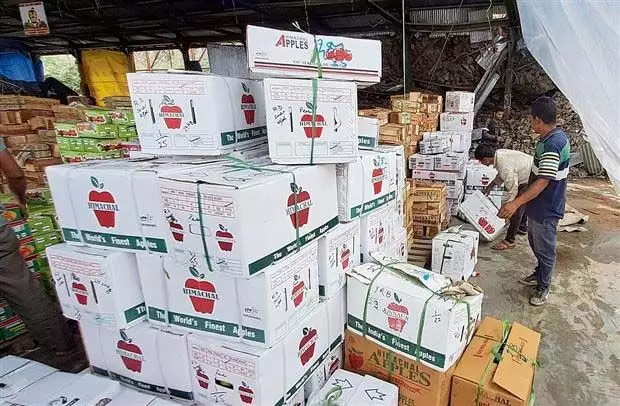 Himachal : हिमाचल के सेब उत्पादकों ने कार्टन पर जीएसटी कटौती का स्वागत किया
