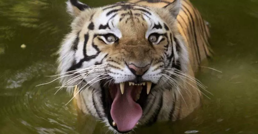 KERALA NEWS : वायनाड में केनिचिरा को आतंकित करने वाले बाघ को गोली मारने का आदेश जारी