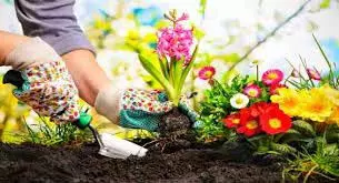 Life Style: Gardening करने से सेहत को भी मिलते हैं कई फायदे