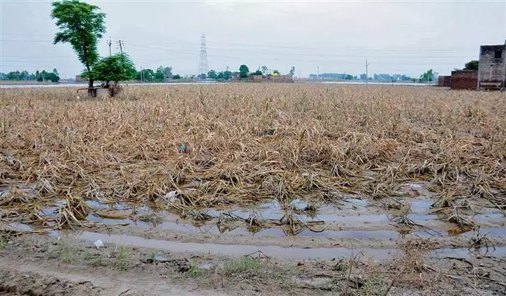 Sultanpur Lodhi: धान लगाने के लिए खेत में गए व्यक्ति को आया हार्ट अटैक