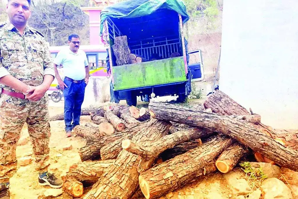 Dhunsar Forest में पकड़े दो वन काटू