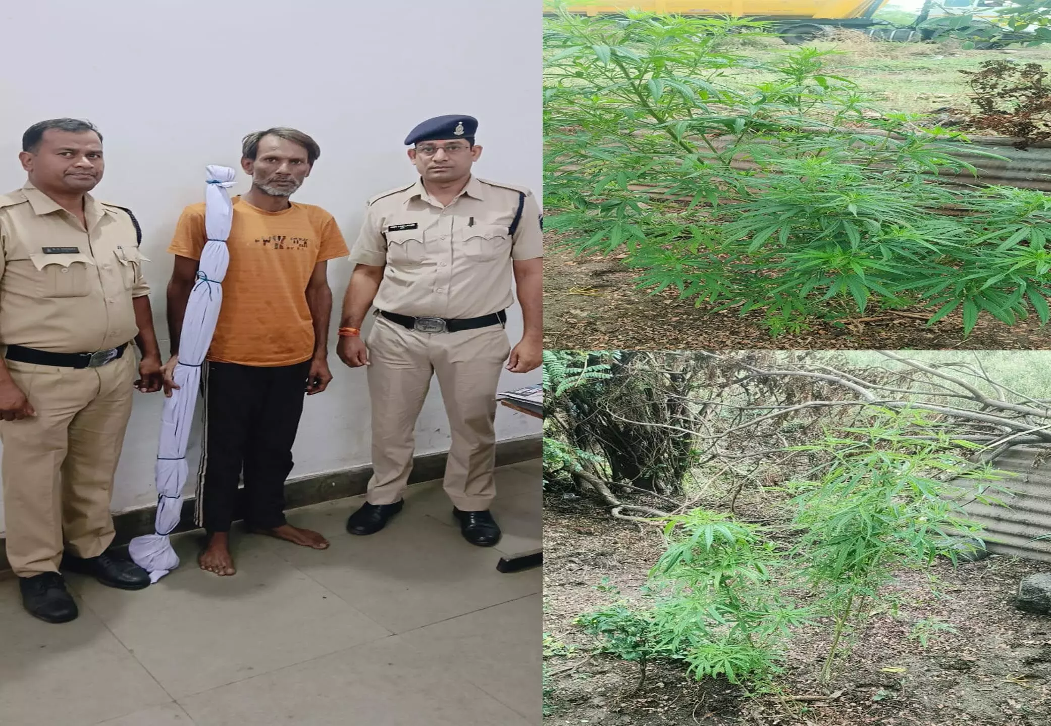 Raipur में गांजे की खेती करने वाला शख्स गिरफ्तार