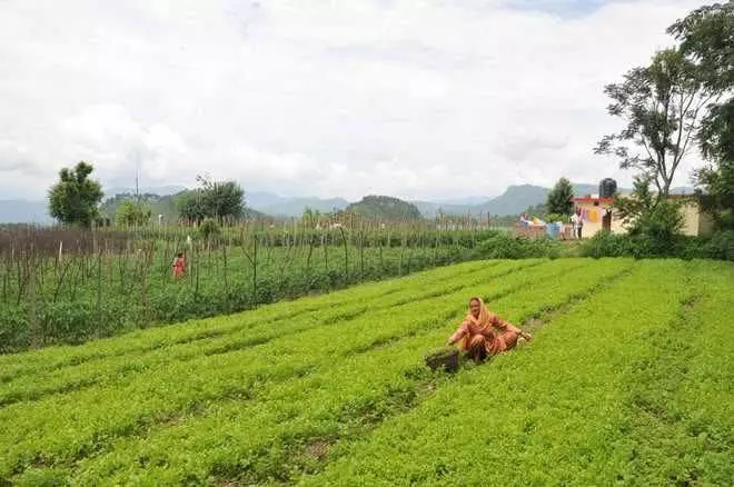 Himachal : चंबा के किसान 30 जून तक करा सकते हैं मटर की फसल का बीमा