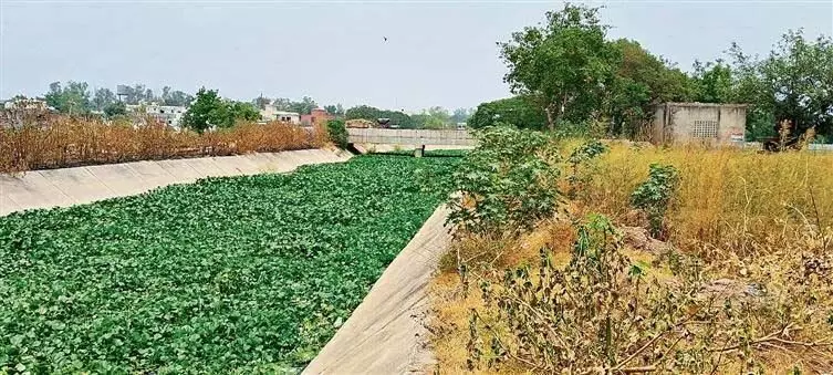 Punjab : मानसून आने वाला है, लेकिन सरहिंद चोई की सफाई अभी तक नहीं हुई