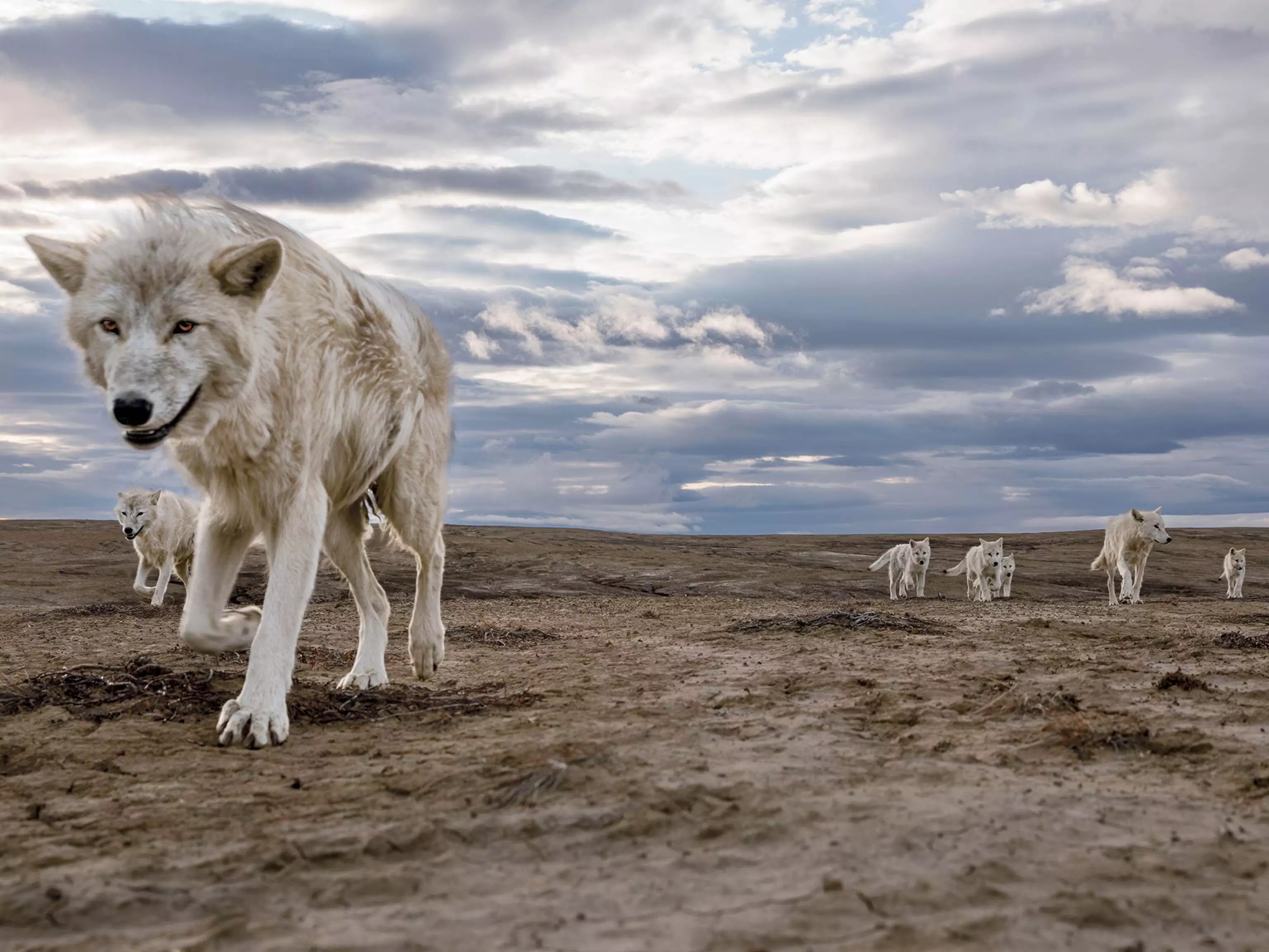ENVIRONMENT:  भेड़िये पूरे अमेरिका में गायब हो गए, और हम अभी भी उससे हुए नुकसान का लगा रहे हैं पता