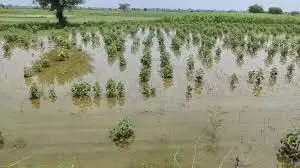 Chandigarh News: भाखड़ा में दरार आने से 100 एकड़ फसल हुई जलमग्न