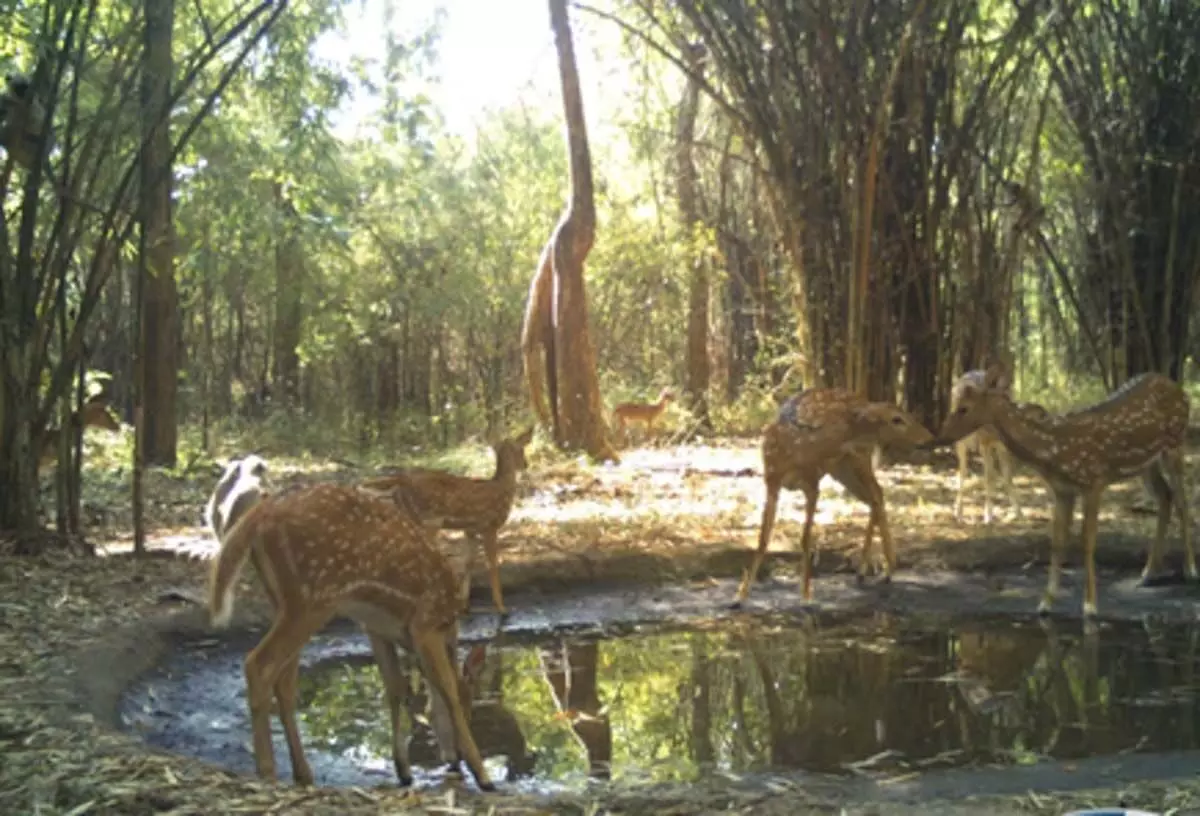 Andhra :  नल्लामाला, शेषचलम वनों को जोड़ने के लिए विशेष बाघ गलियारा बनाने की योजना