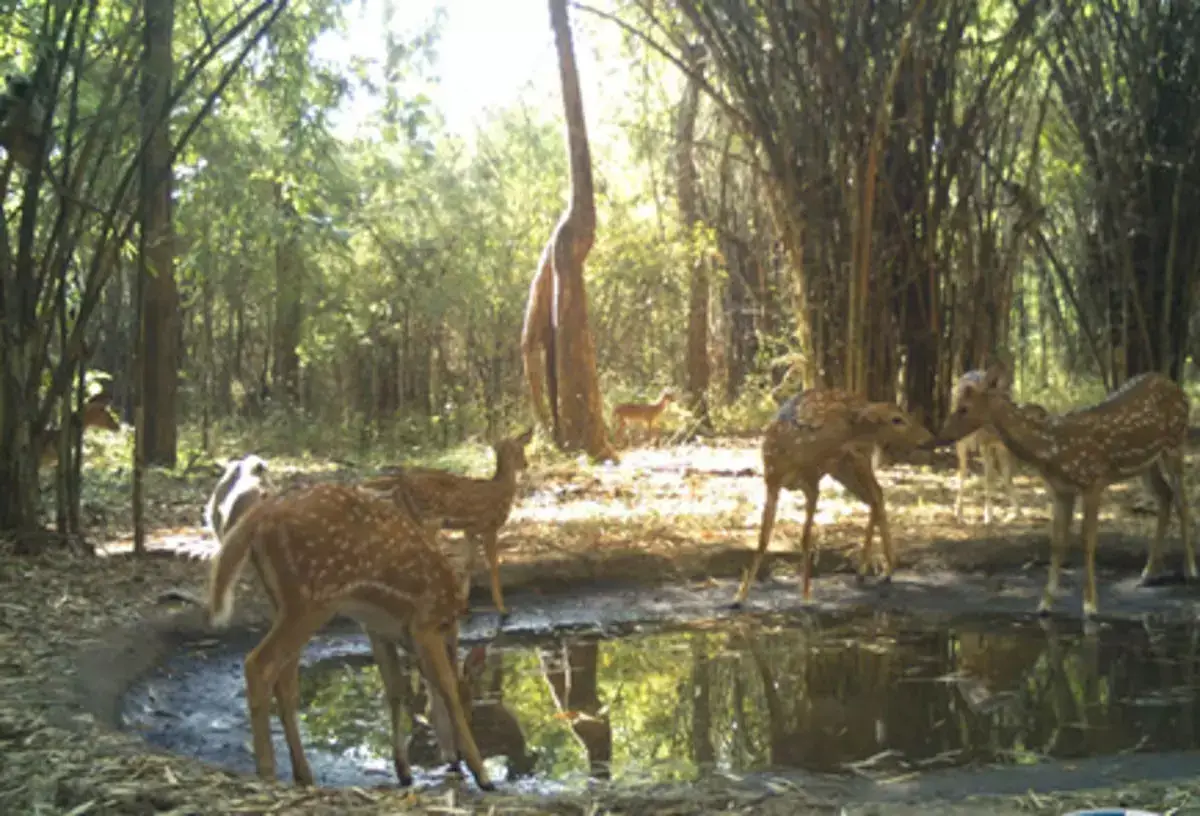 Andhra Pradesh: नल्लामाला, शेषाचलम जंगलों को जोड़ने के लिए विशेष बाघ गलियारा बनाया जाएगा