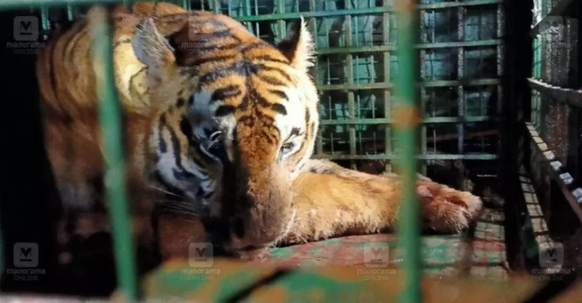 KERALA  : वायनाड में घूम रहा बाघ वन विभाग के जाल में फंसा