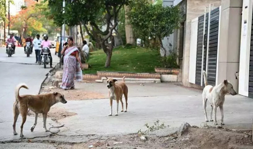 Mancherial: एक व्यक्ति ने अपने सूअरों पर हमला करने पर सड़क के कुत्ते को चाकू मार दिया