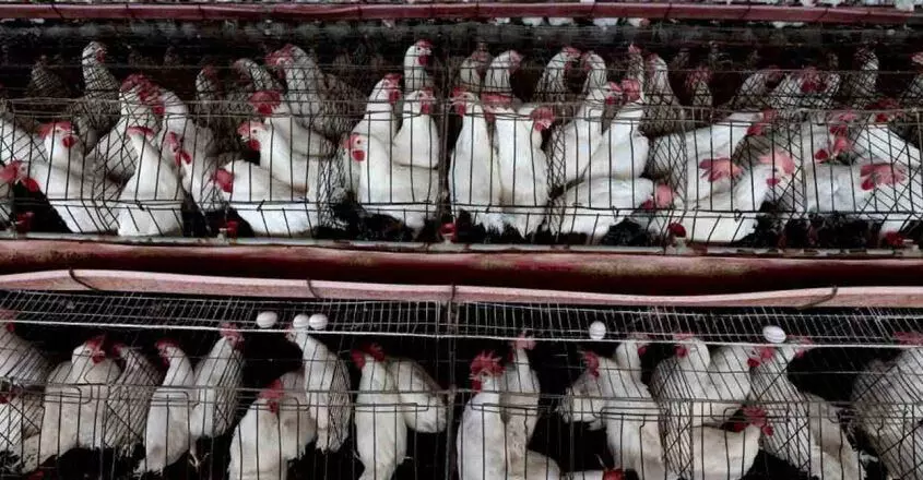 KERALA  : बर्ड फ्लू चिकन व्यापारी संकट में अलप्पुझा में मार्च निकालेंगे