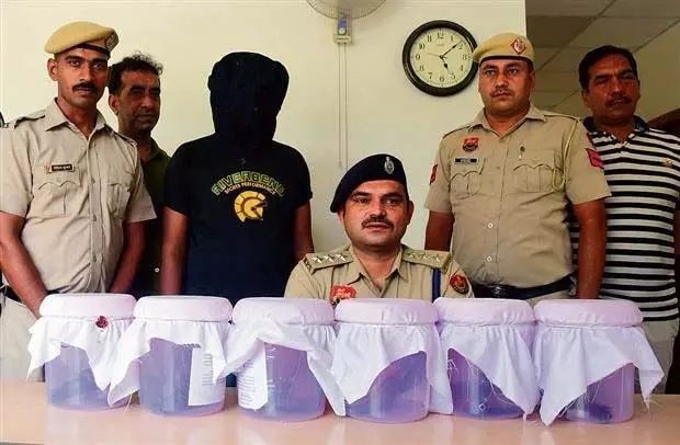 Panchkula News: 6 पिस्तौल के साथ एक व्यक्ति गिरफ्तार