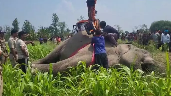 Dineshpur : 11 हजार केवी की हाईटेंशन लाइन की चपेट में आकर हाथी की मौत