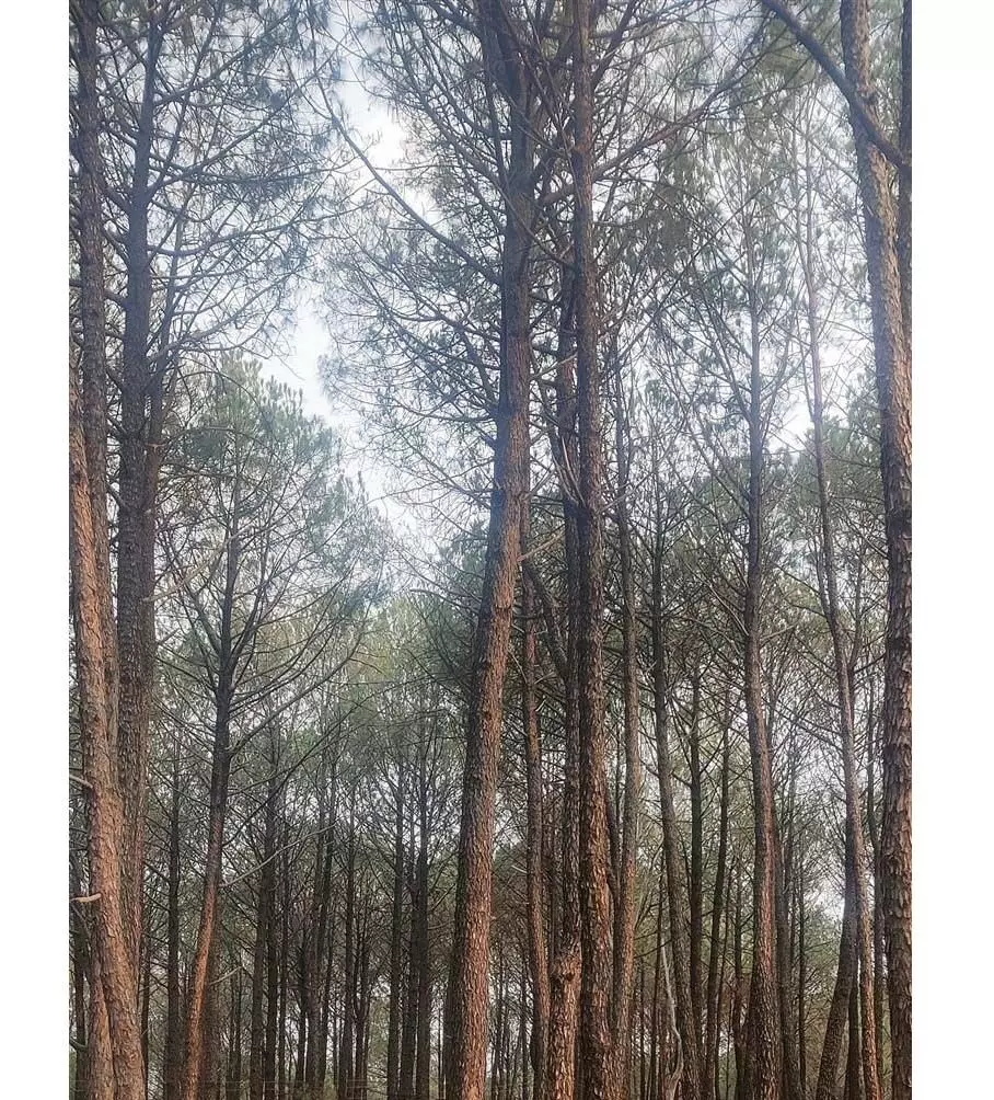 HIMACHAL: पालमपुर में विक्रम बत्रा वन विहार परियोजना 4 साल बाद भी अधर में लटकी हुई