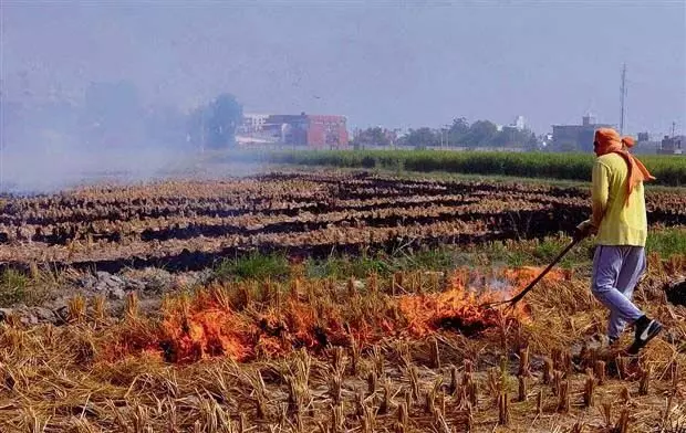 PAU experts: पराली जलाने से खरपतवार फैलती , और खेतों की पारिस्थितिकी को नुकसान पहुंचता