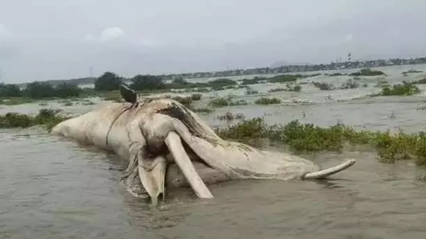 Palghar में समुद्र तट पर 100 फुट लंबी मरी हुई व्हेल मछली बहकर आई
