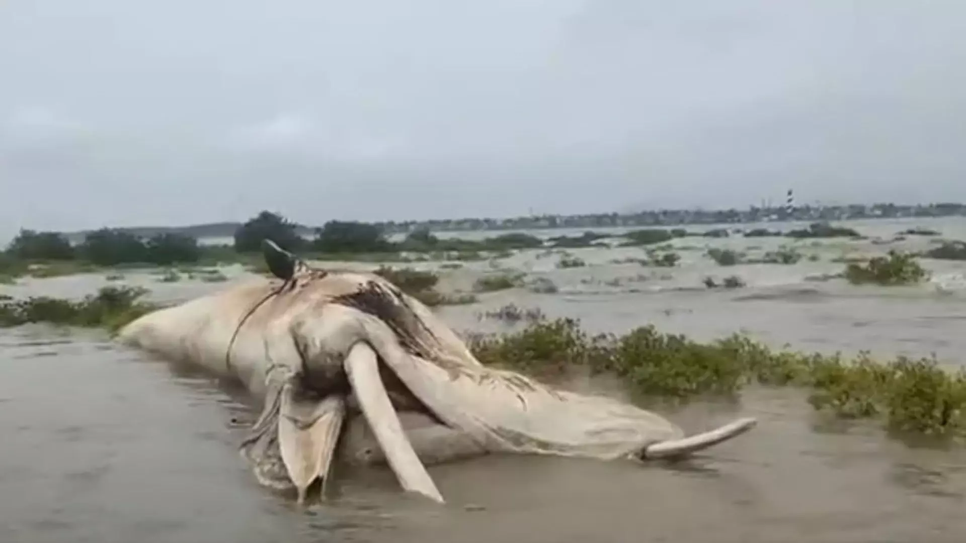 Maharashtra: समुद्र किनारे बहकर आया 30 फीट लंबी व्हेल का शव, देखें VIDEO...