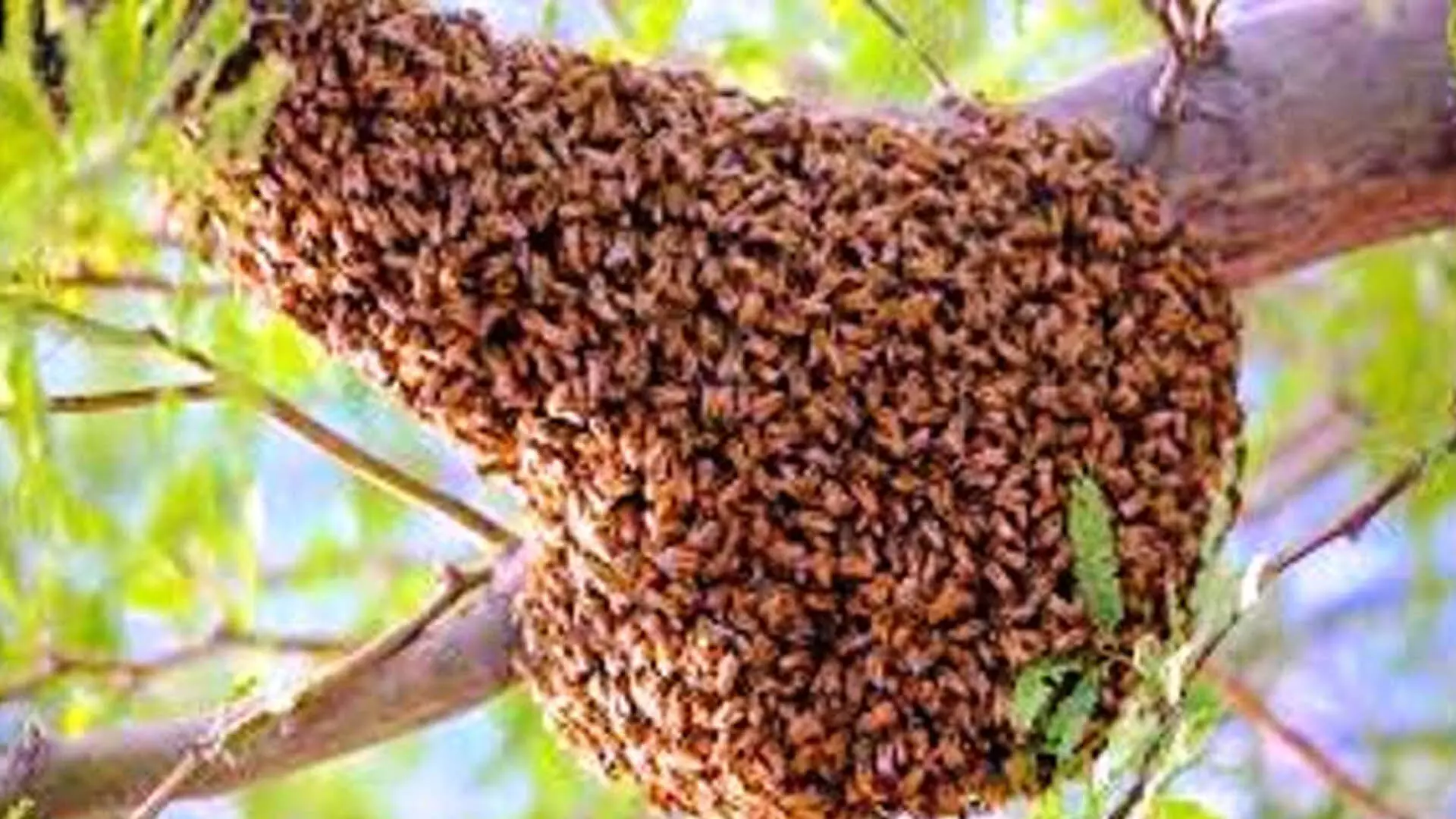 Odisha News: मधुमक्खियों के हमले में एक की मौत, दूसरा गंभीर