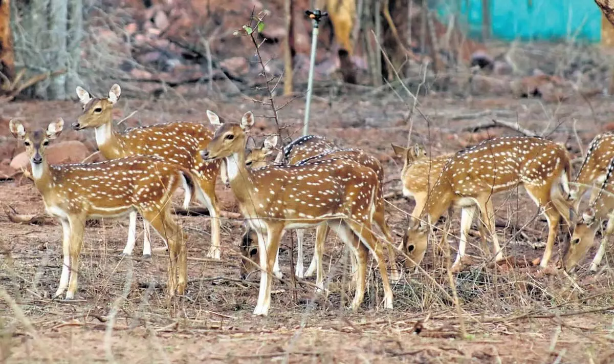 Andhra : वन विभाग के अधिकारियों ने एनएसटीआर, आंध्र में शिकार घनत्व में सुधार के लिए कदम उठाए