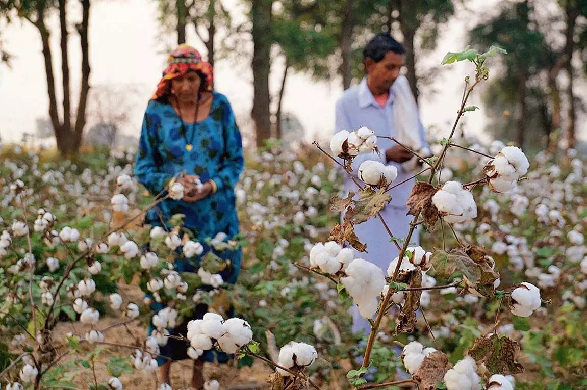 Punjab : सफेद सोने की कपास की चमक फीकी, किसानों ने मूंग और बासमती की किस्मों को चुना