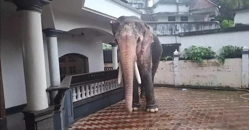 KERALA NEWS : त्रिशूर शहर में हाथी ने सफारी की, महावत ने उसे खुला छोड़ दिया