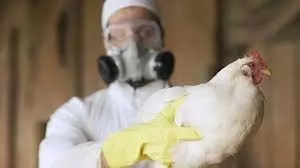 Bird Flu Vaccine: पहली बार इंसानों को लगेगी बर्ड फ्लू की वैक्सीन