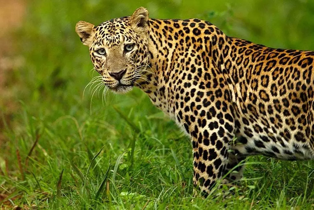 Leopard: तेंदुए को बचाने के चक्कर में कार पलटी, महिला की मौत