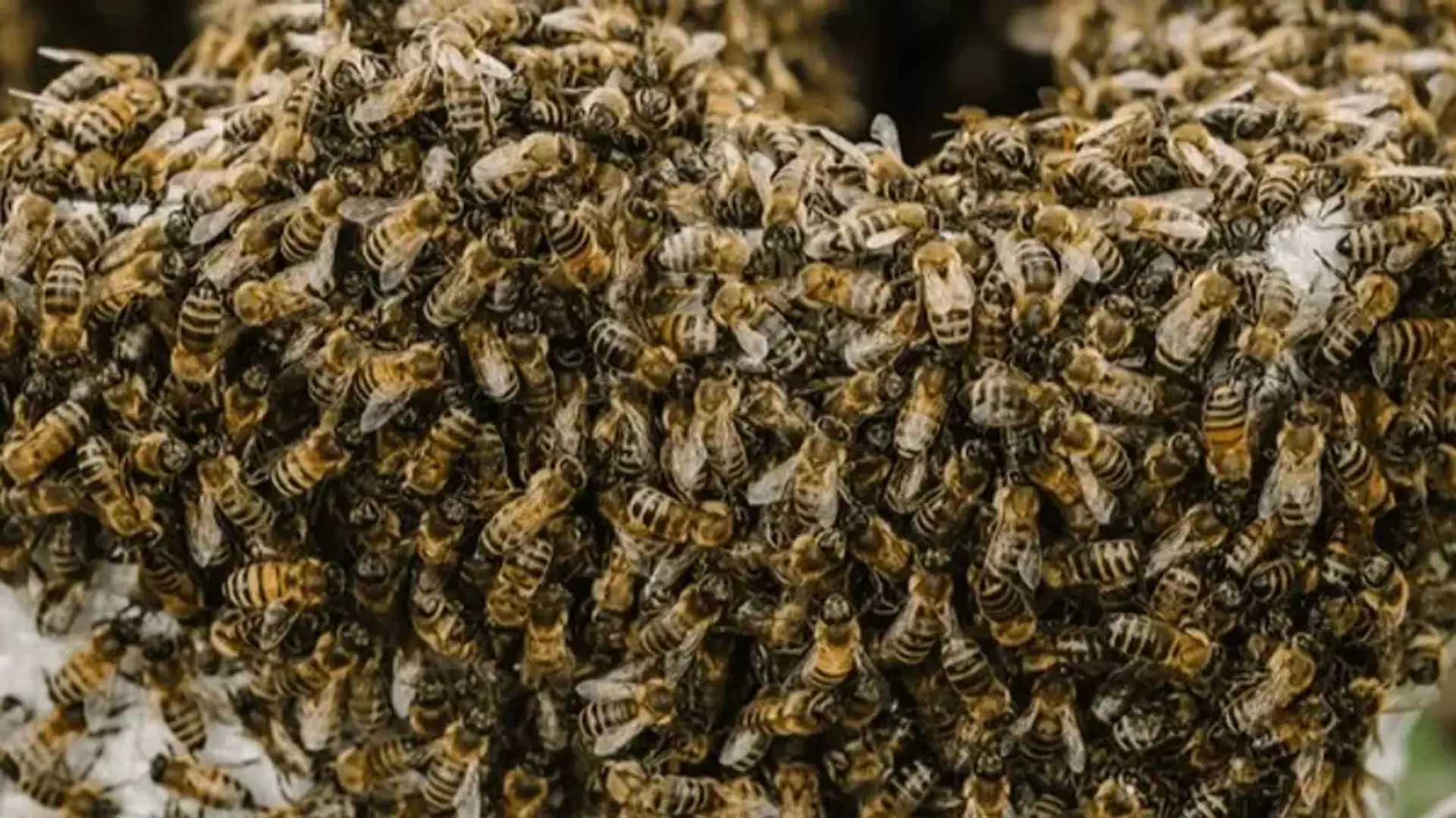 Tamil Nadu: मधुमक्खी के डंक से 77 वर्षीय व्यक्ति की मौत