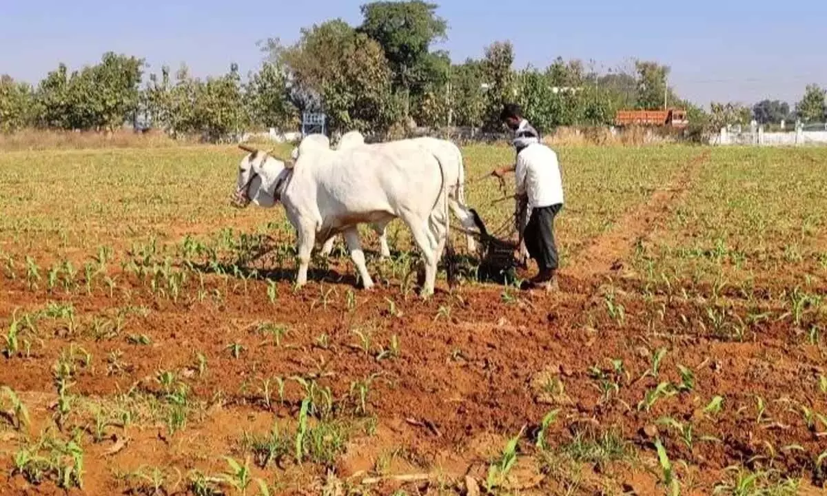Telangana: कर्जमाफी से जिले के 3.80 लाख किसानों को मिलेगी खुशी
